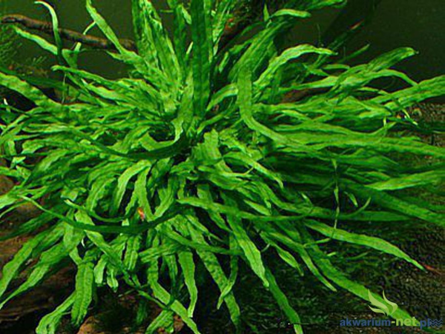 Папоротник Микросорум узколистный