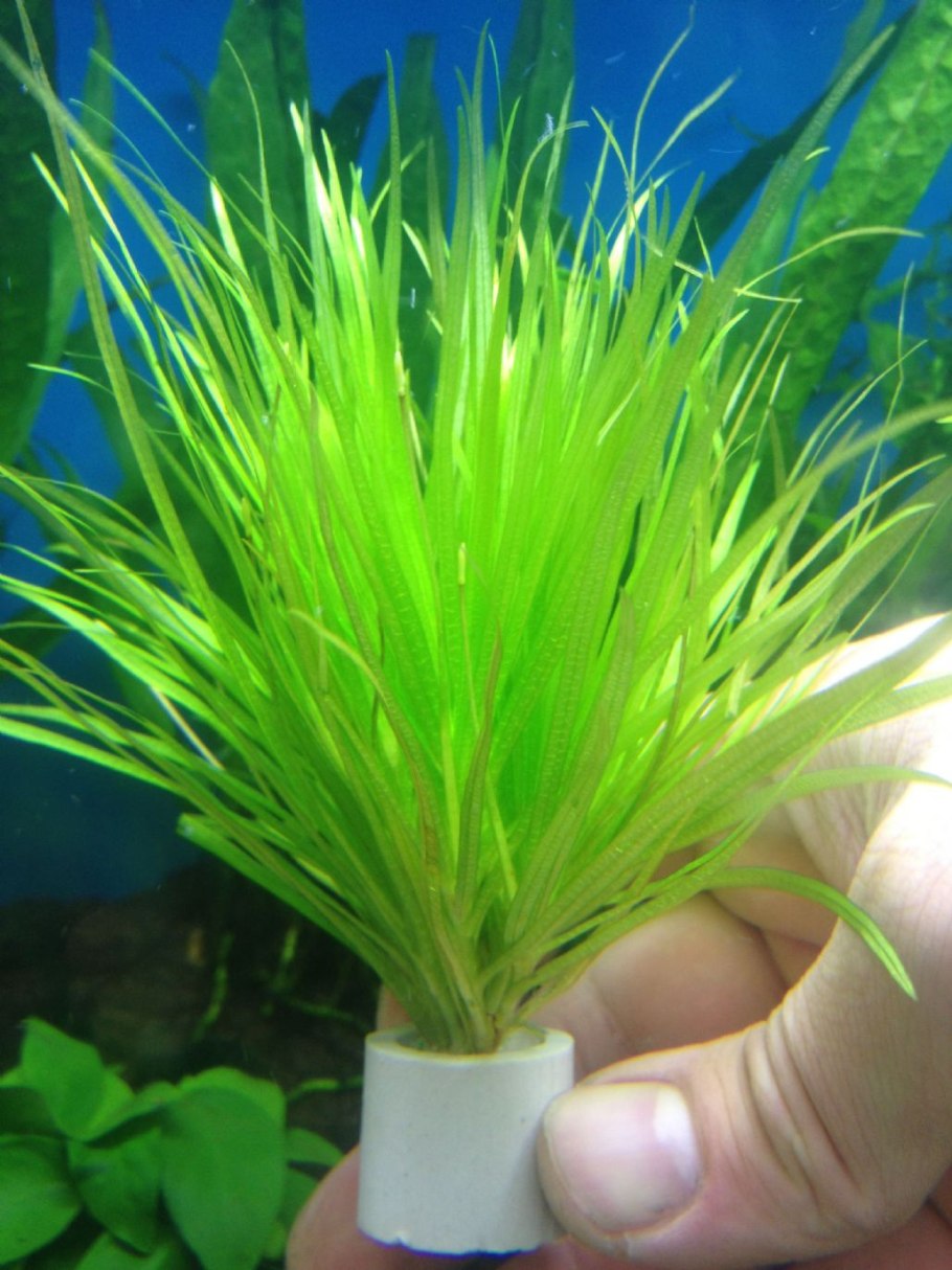 Бликса аквариумное растение