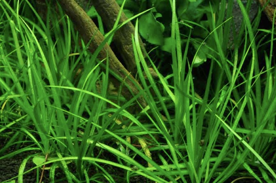 Стрелолист шиловидный аквариумное растение