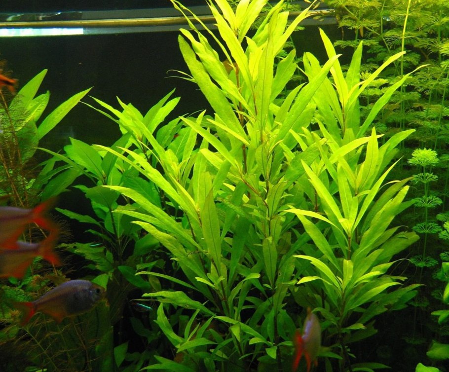 Гигрофила Сиамская