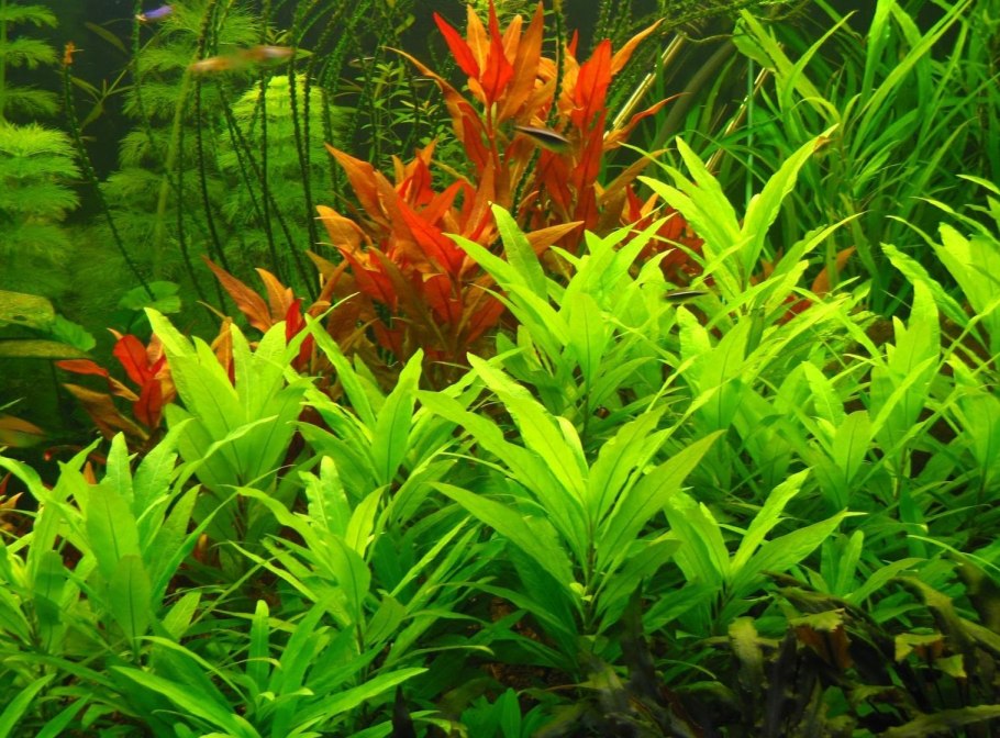 Гигрофила Ангустифолия