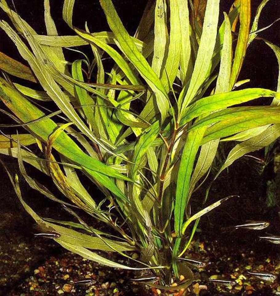 Аквариумные растения названия