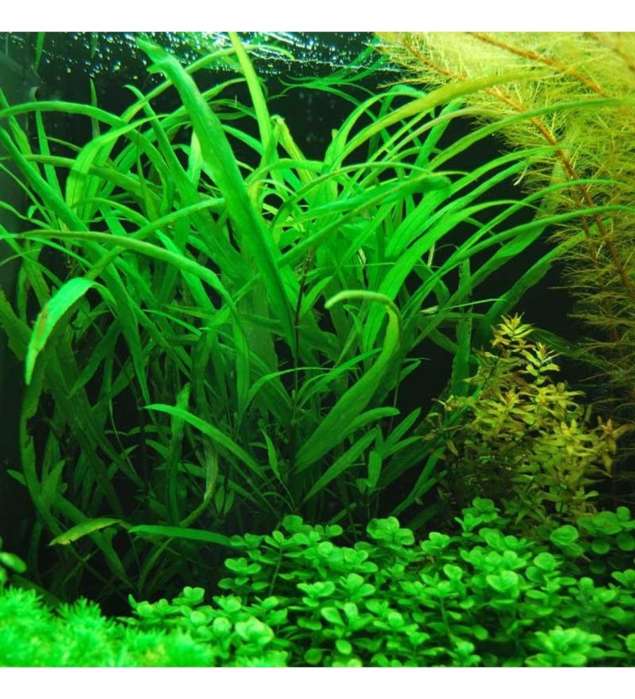 Гигрофила иволистная