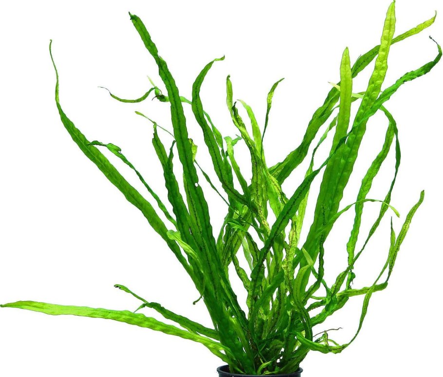 Криптокорина криспатула (Cryptocoryne crispatula)