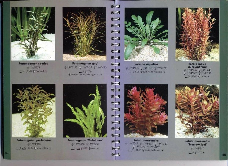 Наяс аквариумное