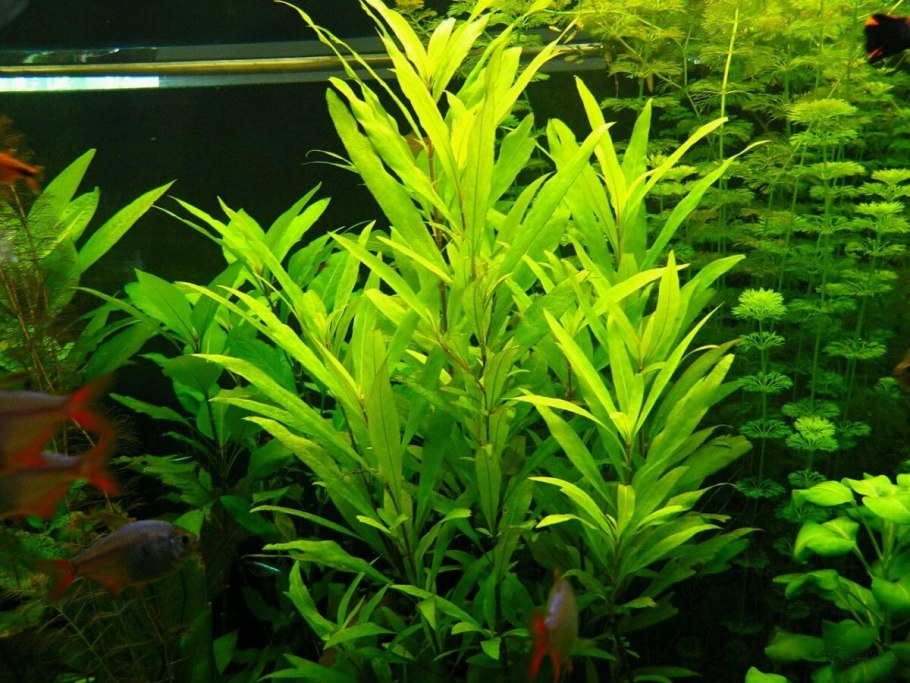 Гигрофила иволистная аквариумное растение