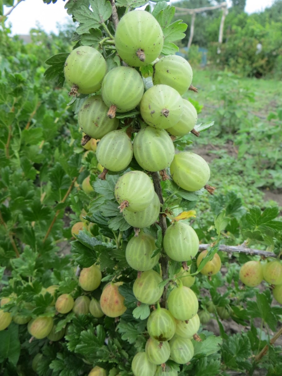 Крыжовник Куршу дзинтарс