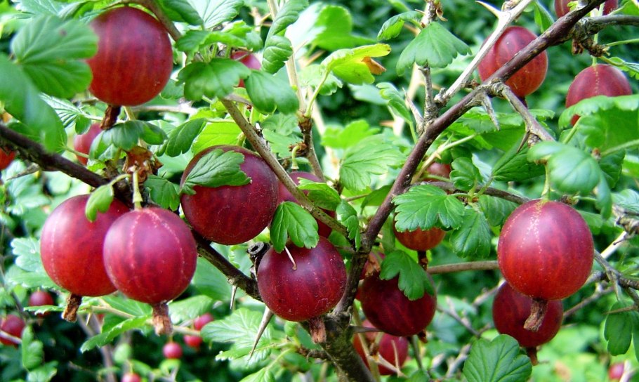 Крыжовник куйбышевский