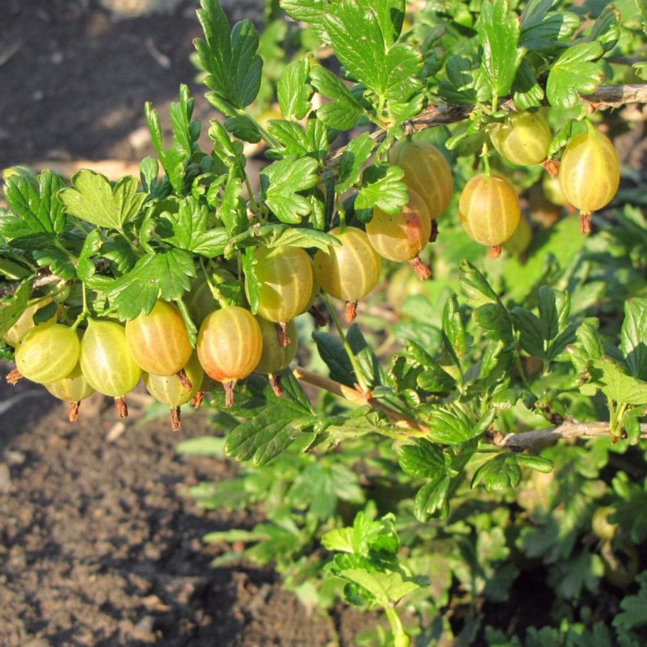 Крыжовник Куршу дзинтарс