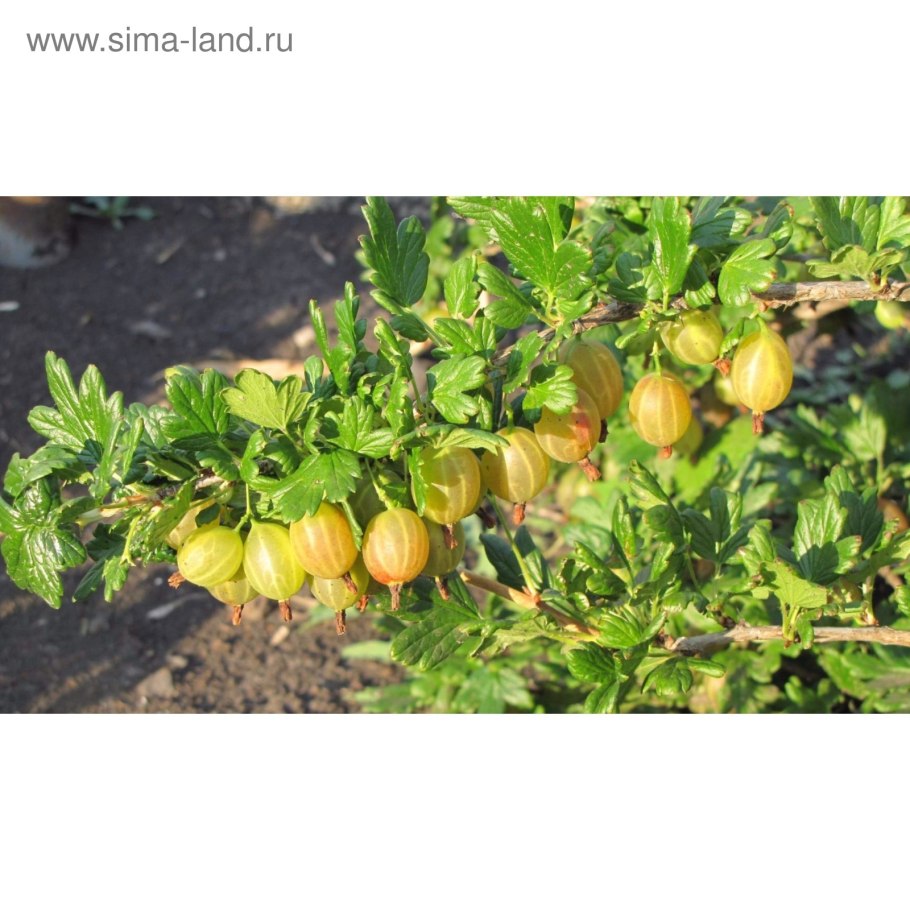 Крыжовник сорт Янтарный