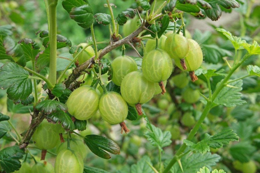 Крыжовник Олави