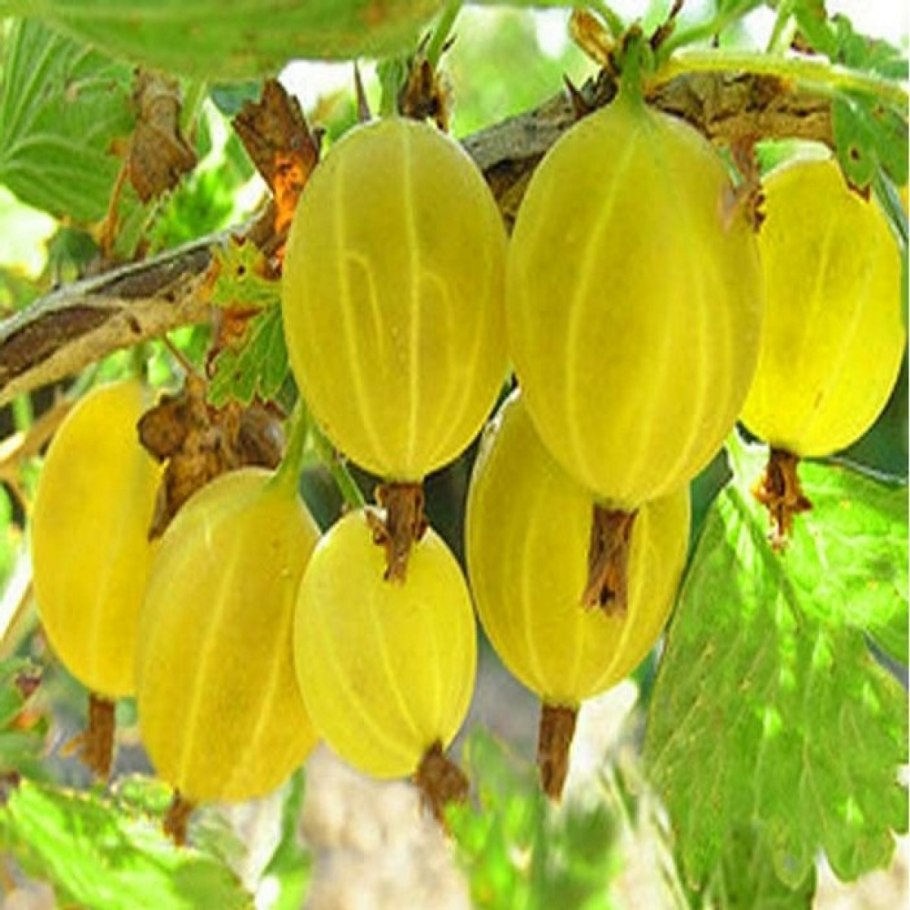 Крыжовник Владил (Командор)