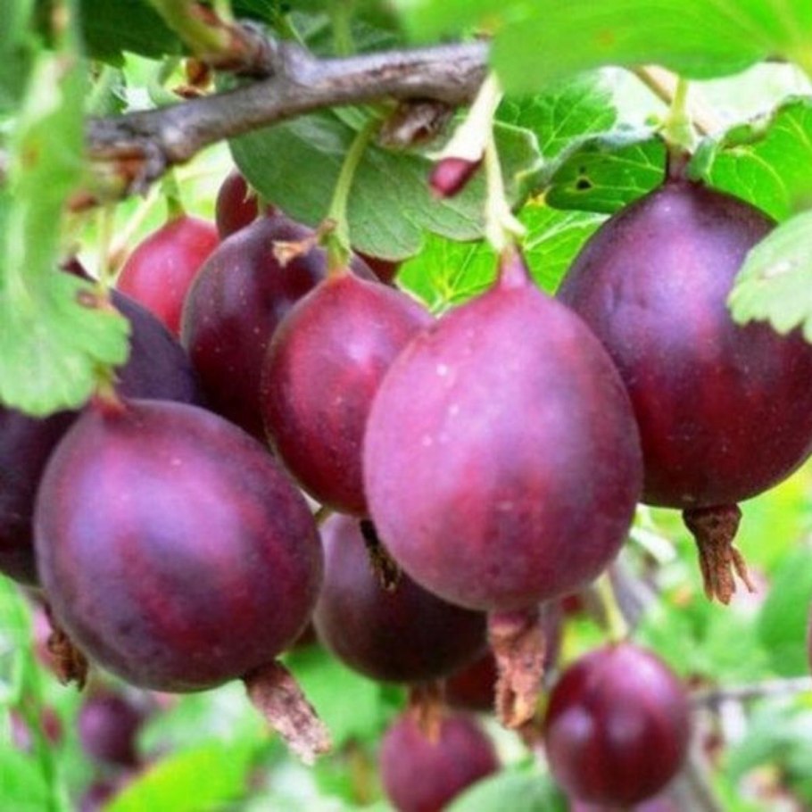 Крыжовник Алтайский слабошипный