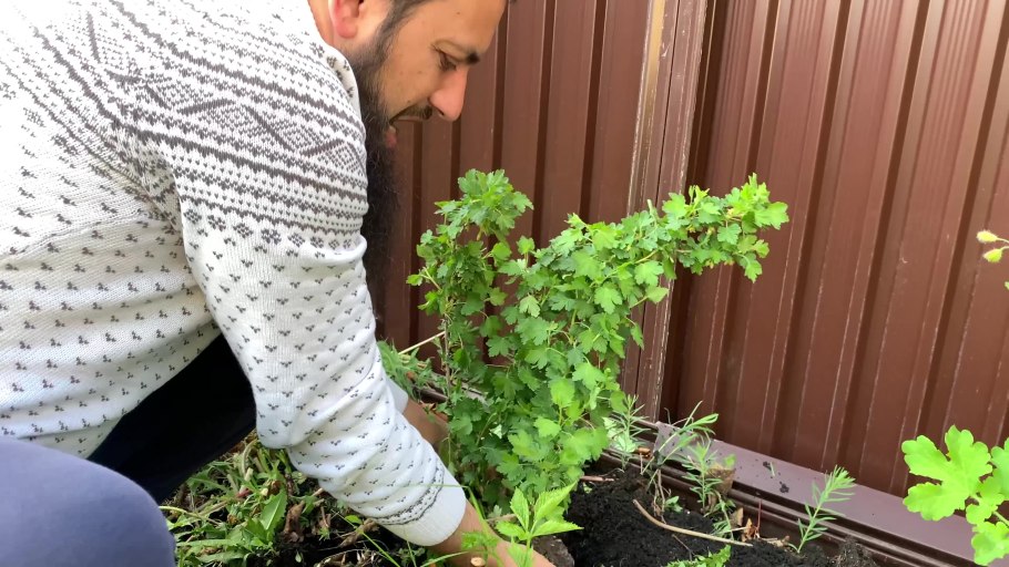 Крыжовник Уральский бесшипный