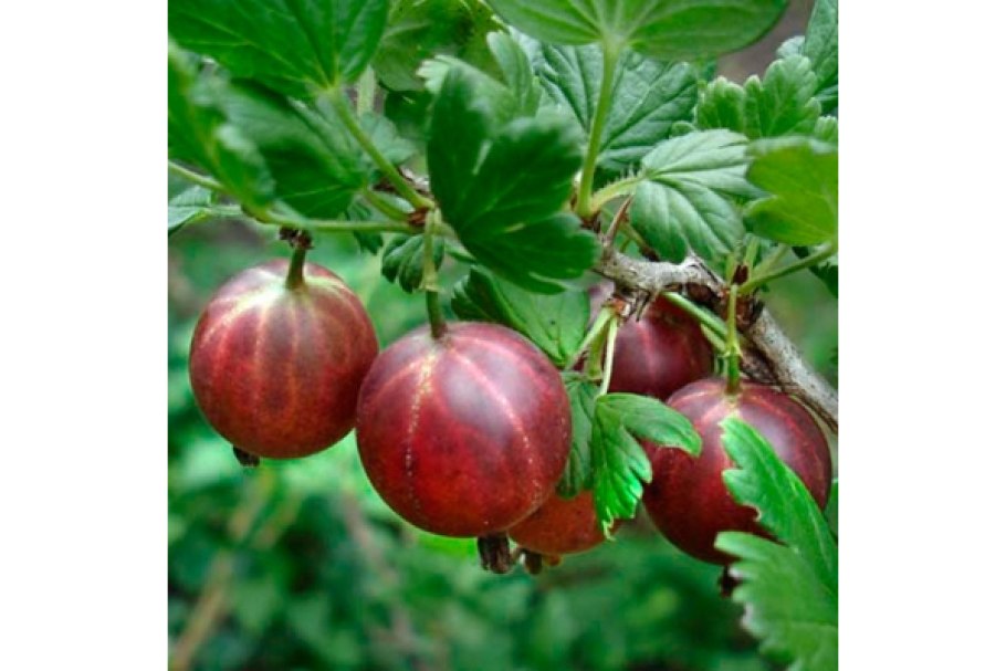 Крыжовник командор