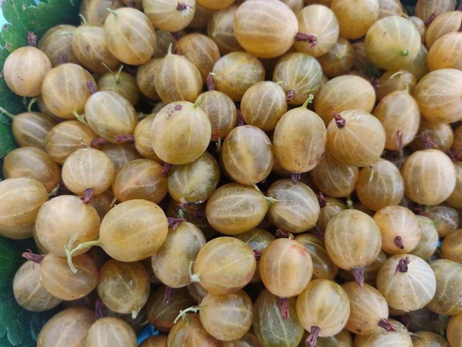 Крыжовник сорт дзинтарс