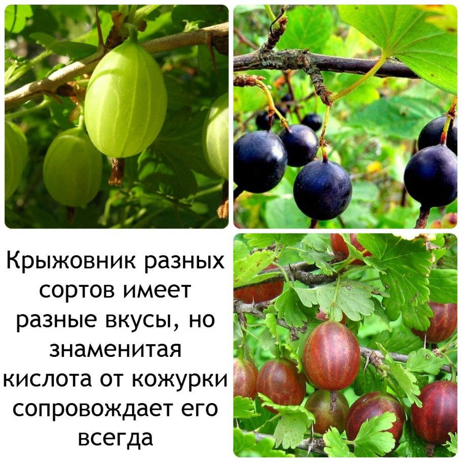 Сорт крыжовника северный капитан