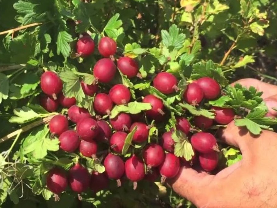 Крыжовник сорт берилл