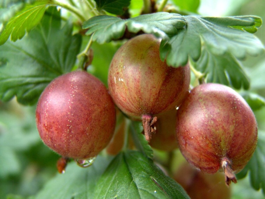 Крыжовник Кельтайнен