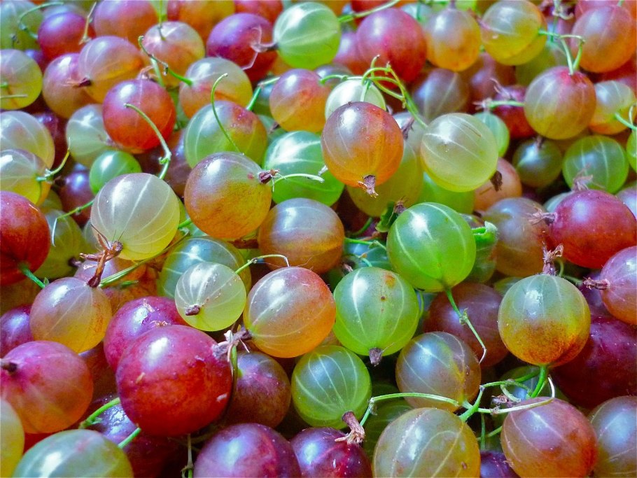 Роман крыжовник