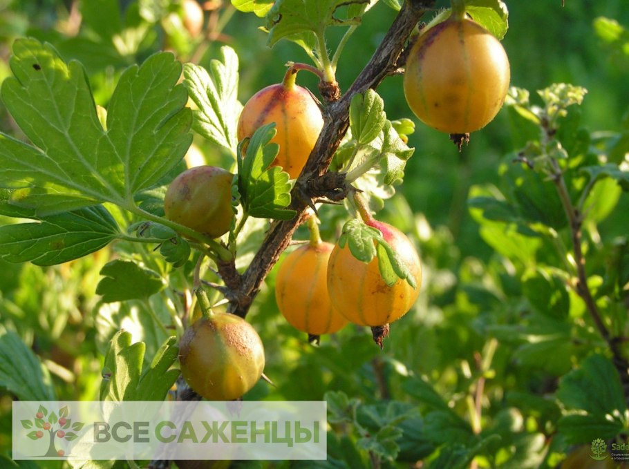 Крыжовник Хиннонмаки Грин