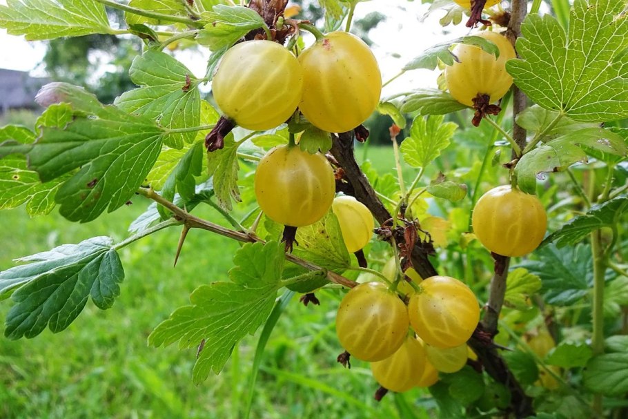 Разные сорта крыжовника