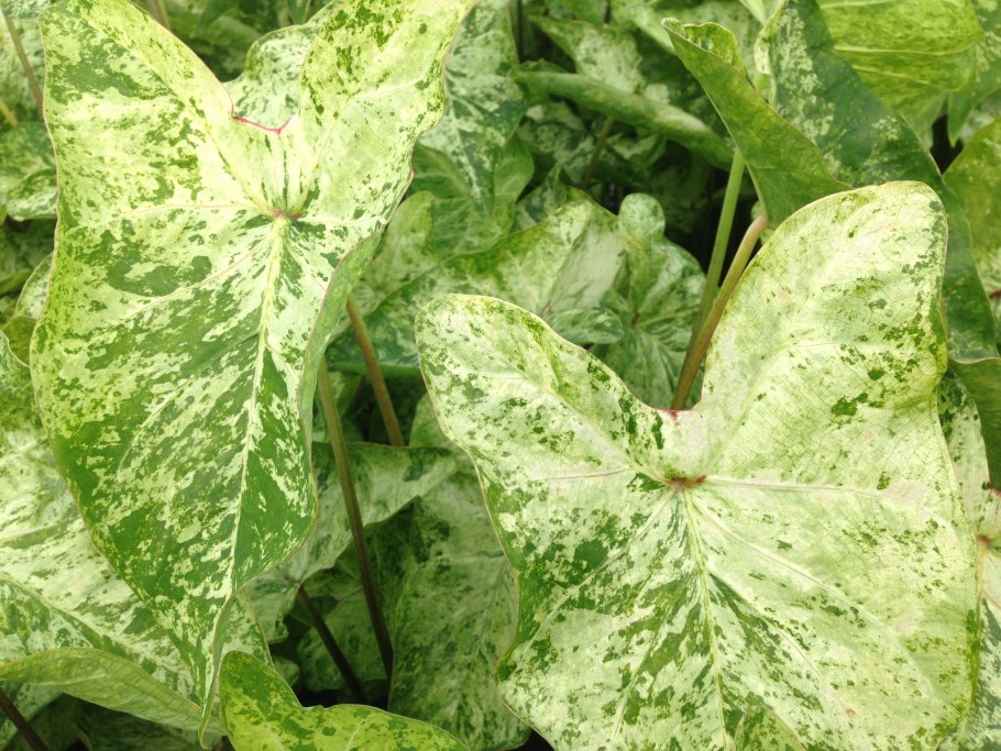 Каладиумы сорт Frog in a blander