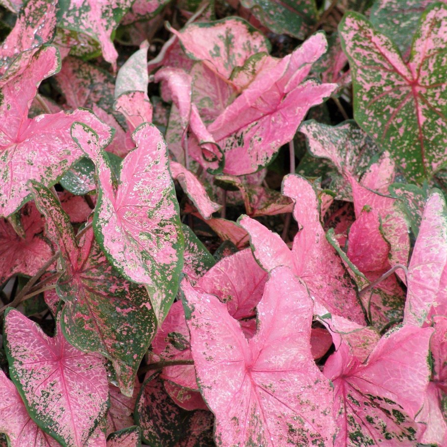 Каладиум Вайт Квин