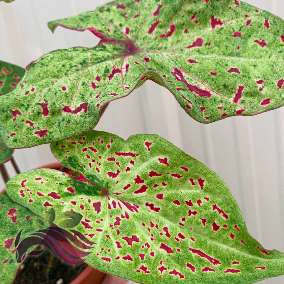 Каладиум Стравберри Стар