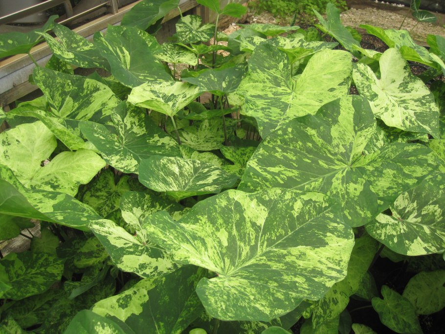 Каладиумы сорт Frog in a blander