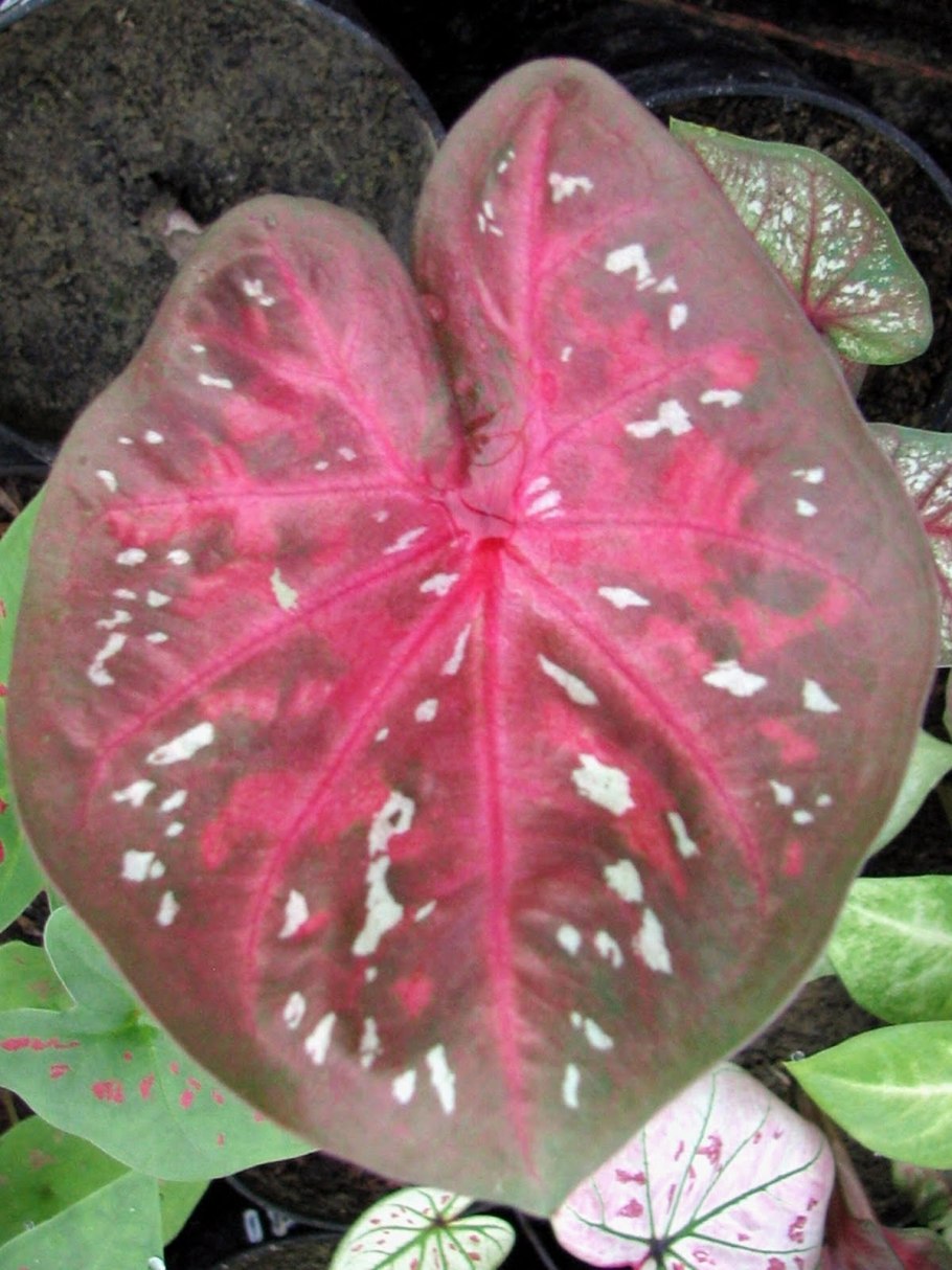 Каладиум королин Вортон