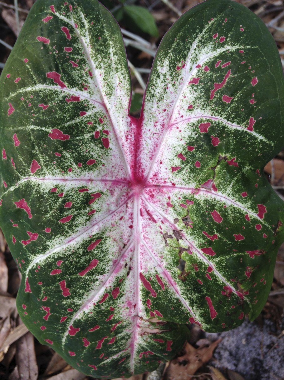 Miss Smarty каладиум