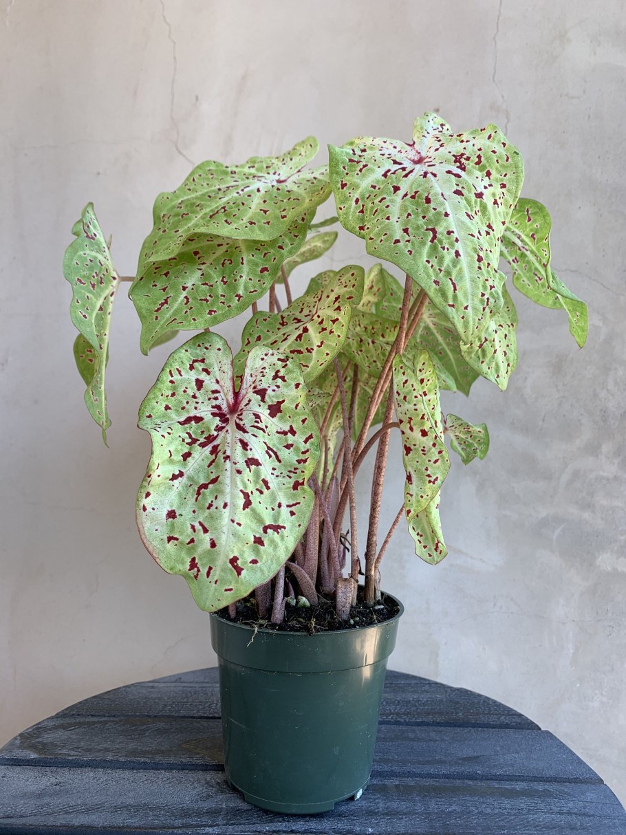 Каладиум Мисс Муффет, (d-12)