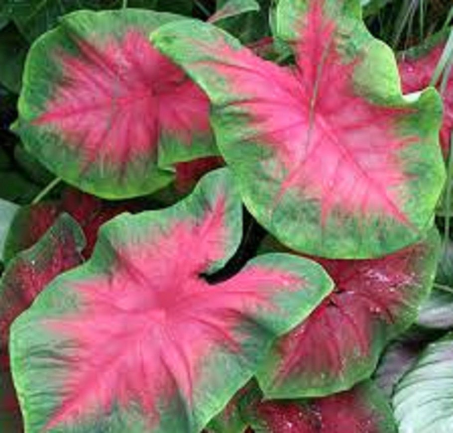 Каладиум Miss Muffet