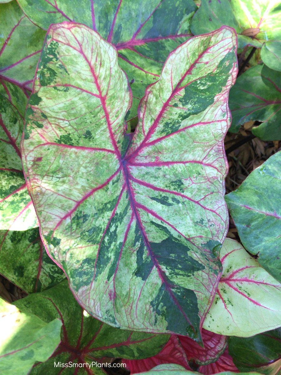 Каладиум Florida Fantasy