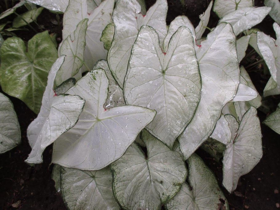 Каладиум Мунлайт