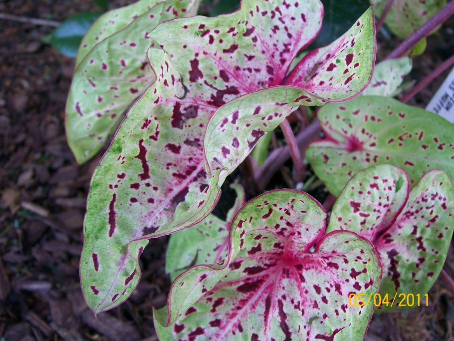 Каладиумы Мисс Маффет