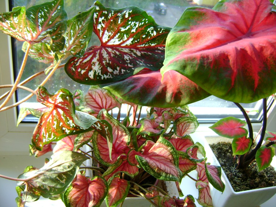 Каладиум Royal Flush