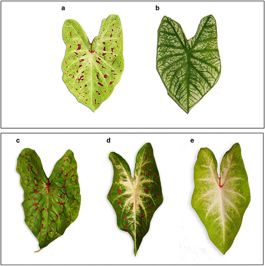 Классификация каладиума