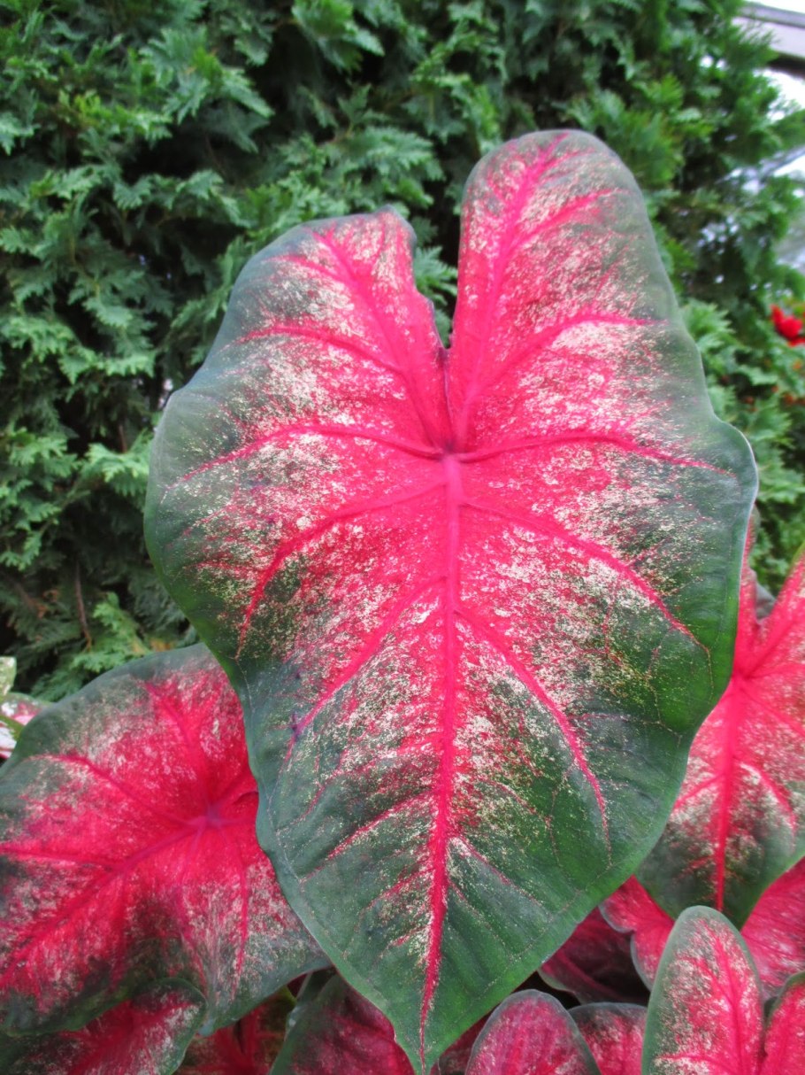 Каладиум Мисс Маффет