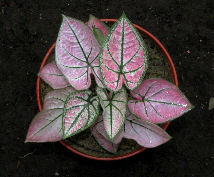 Caladium Red Star