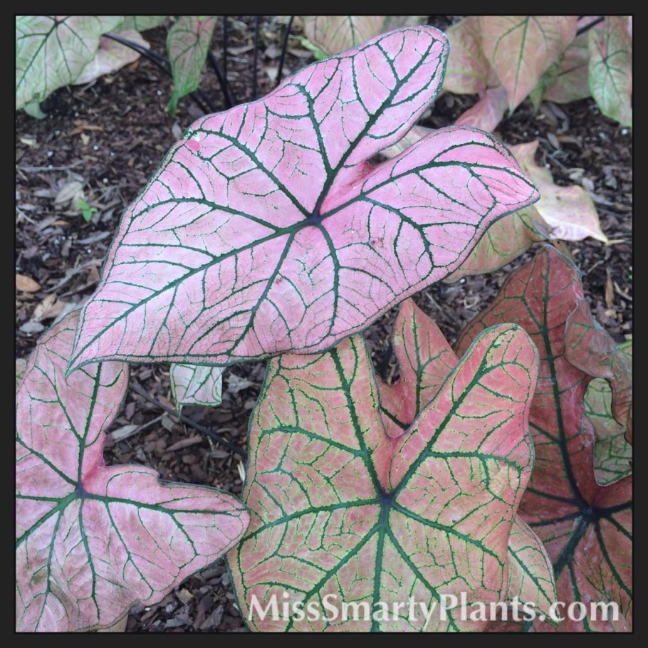 Каладиум семена