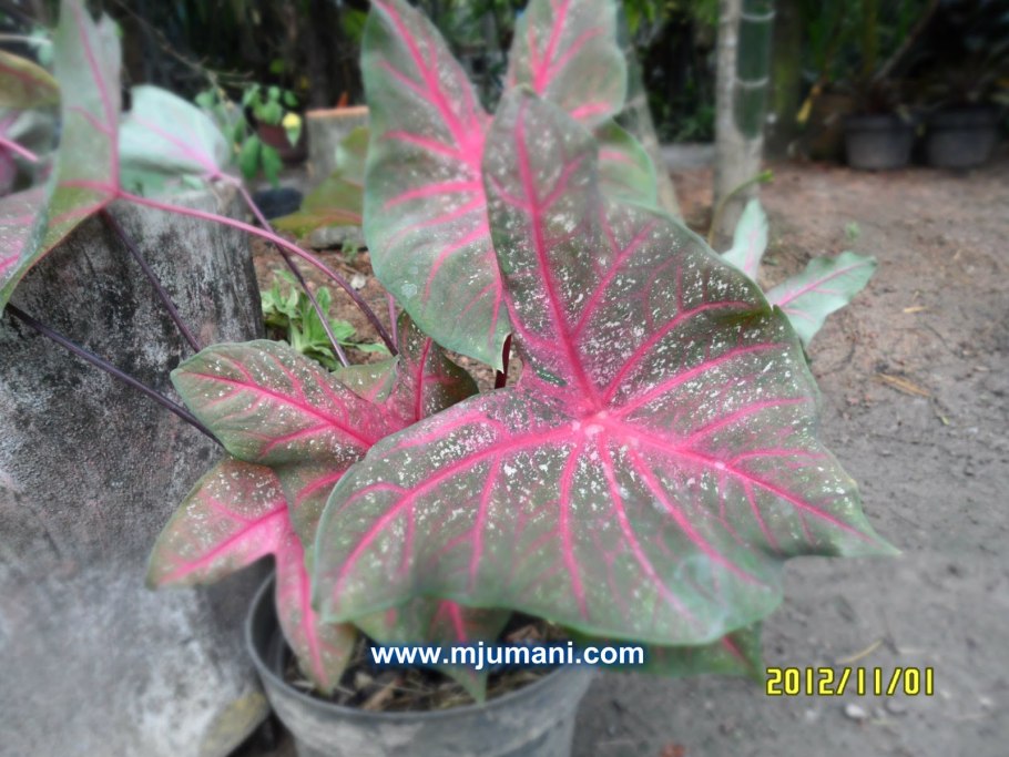 Caladium bicolor Fancy Leaf