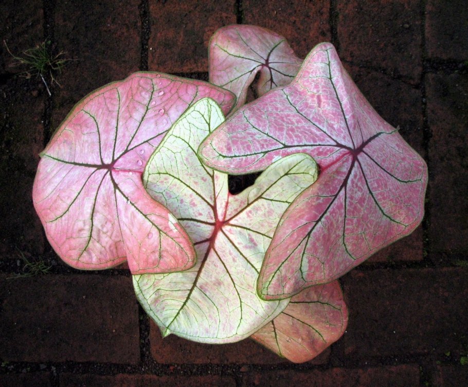 Caladium Kelly/каладиум Келли