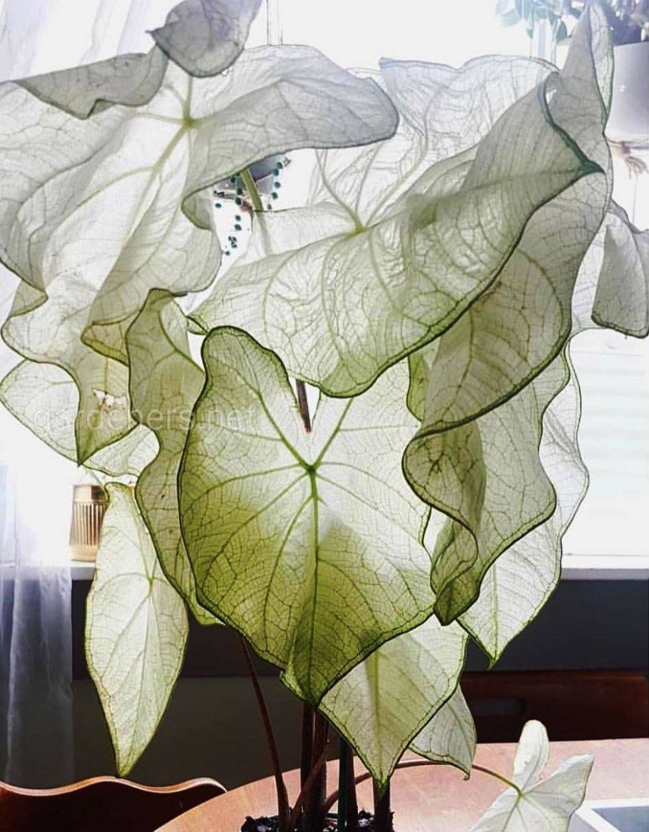 Flower Elephant Ear Begonia