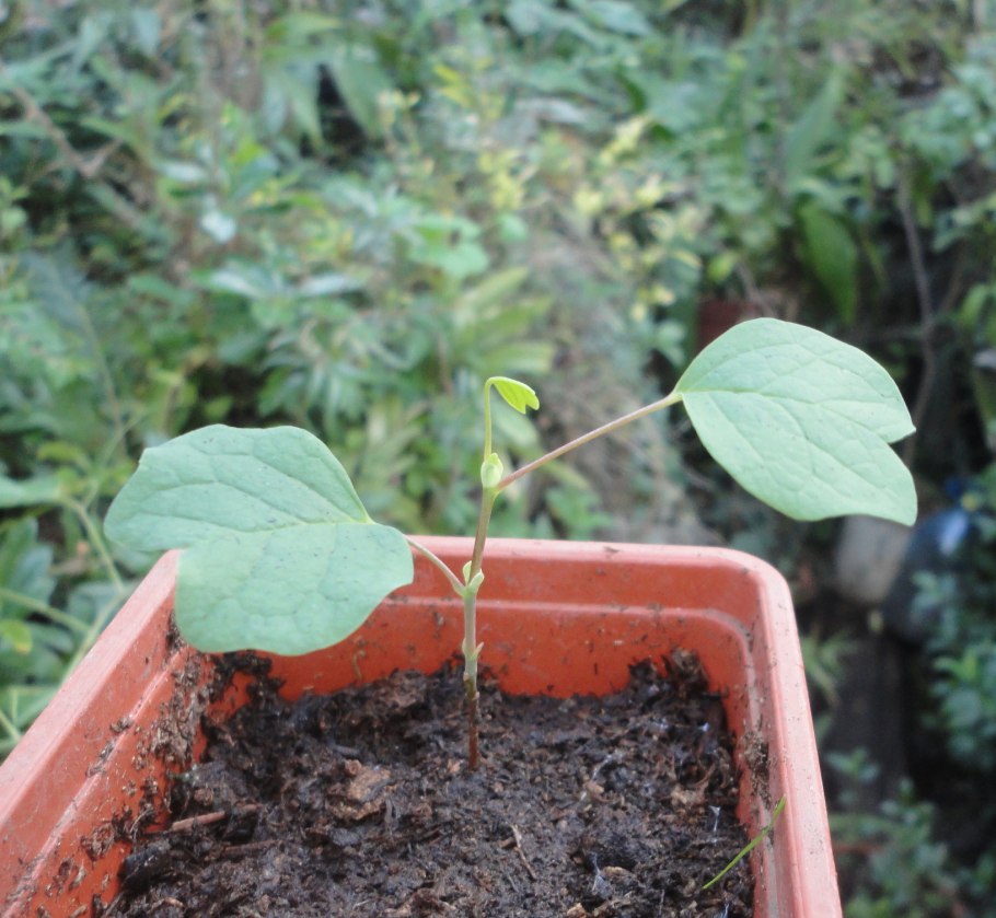 Тюльпановое дерево в Лазаревском