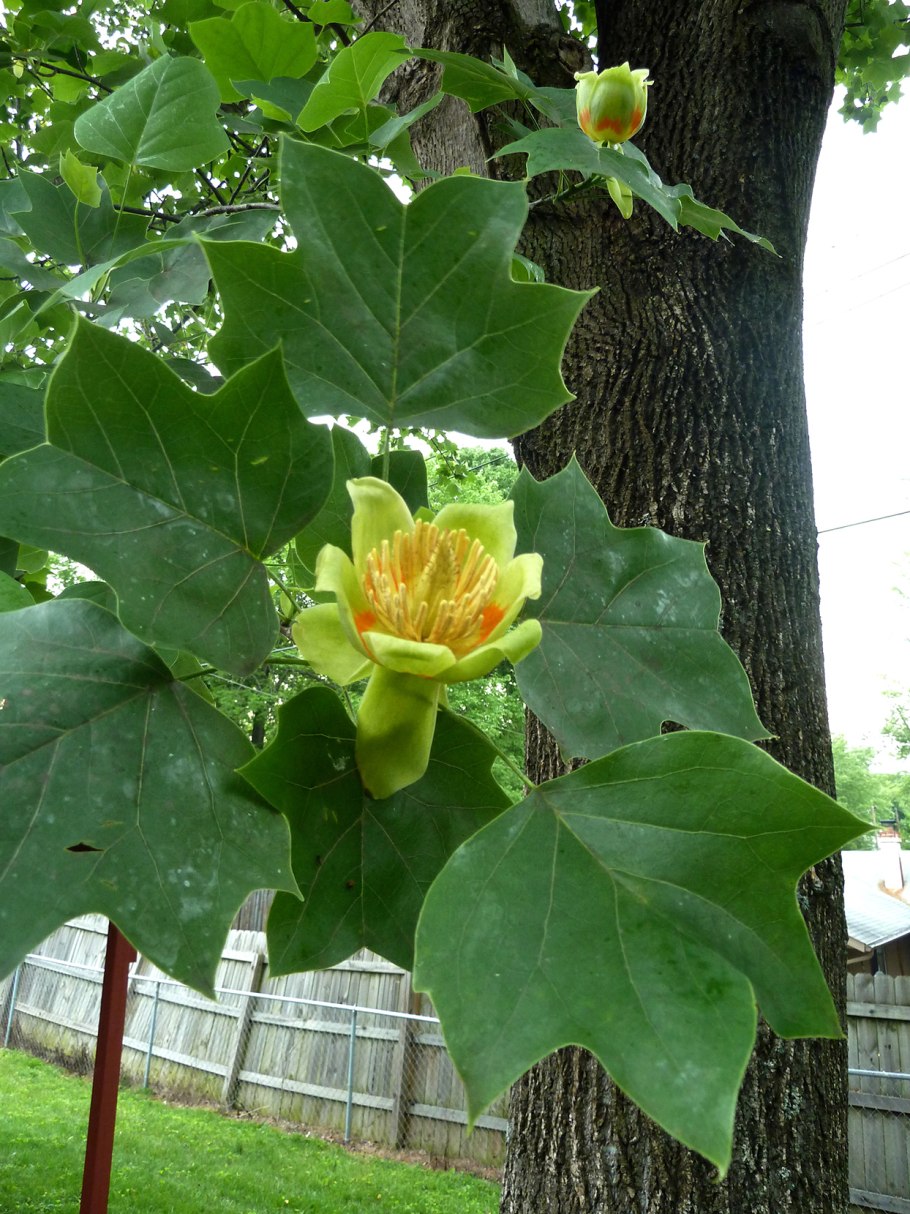 Лириодендрон Тюльпановый (Тюльпанное дерево)