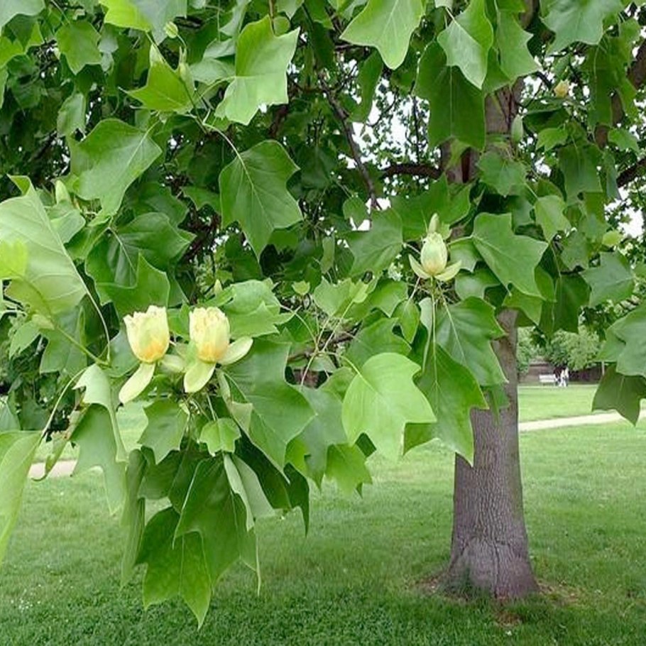 Liriodendron tulipifera