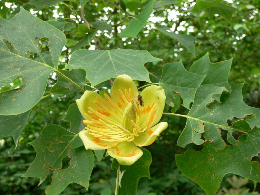 Liriodendron tulipifera тюльпановое дерево