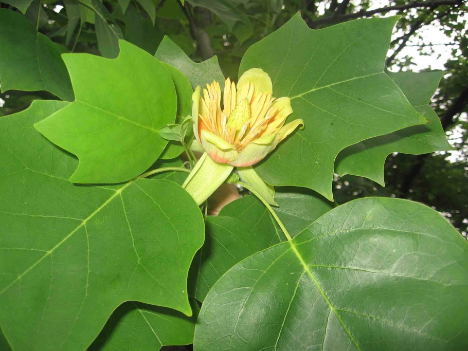 Хлороз Лириодендрон